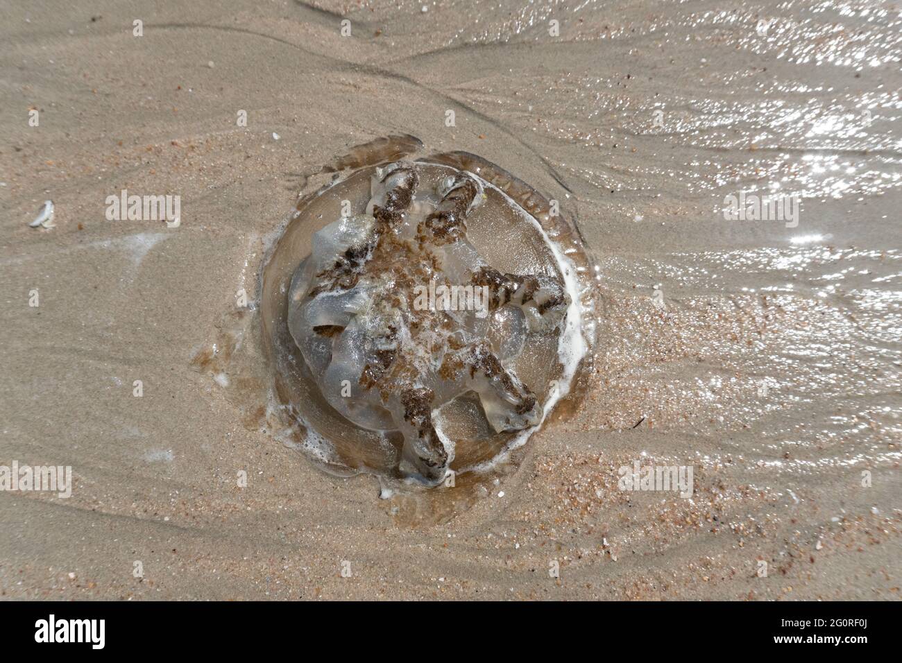 A dead jellyfish died aground on the beach caused from water pollution. Stock Photo