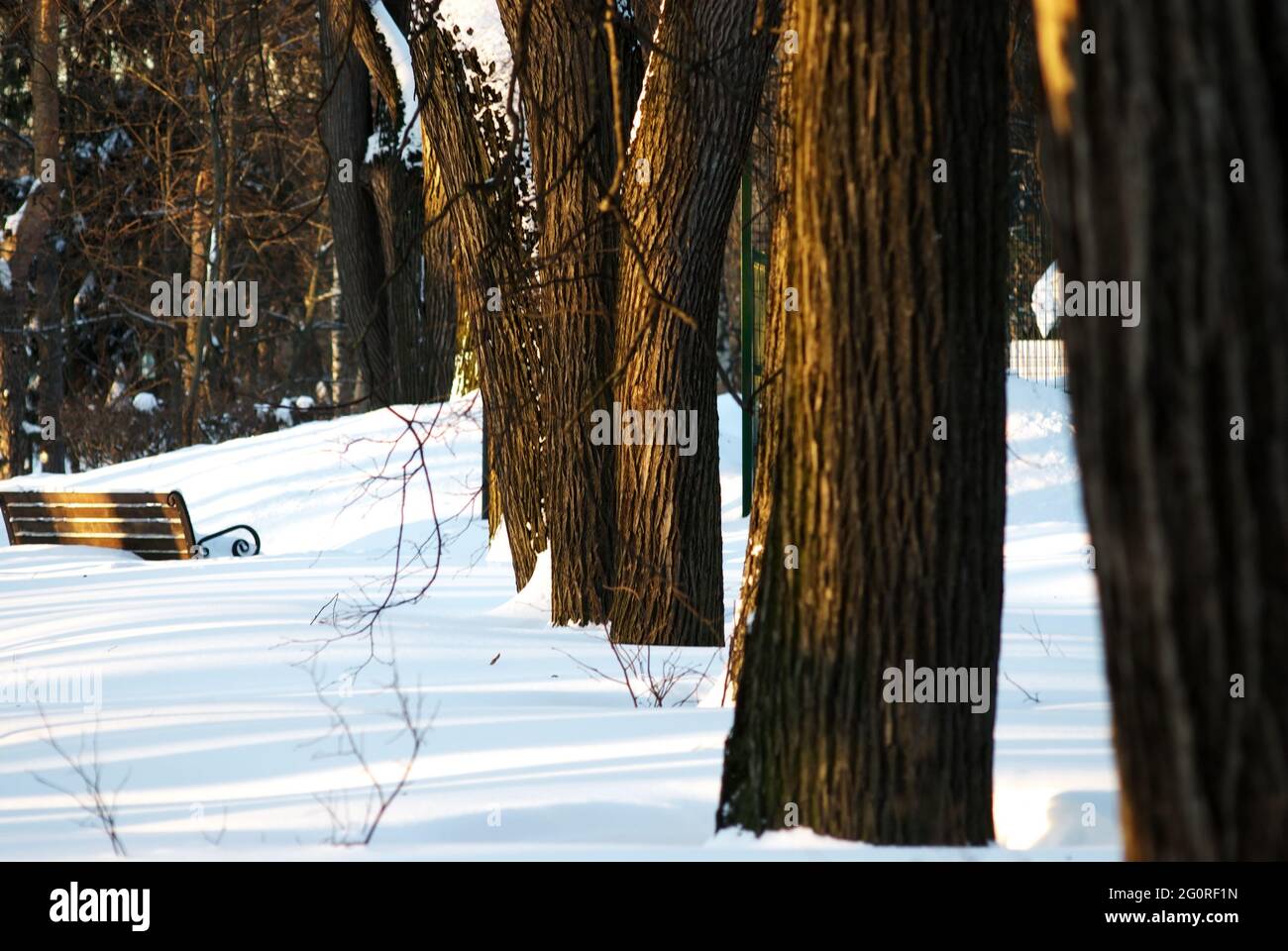 shadows from trees in the park, in winter Stock Photo - Alamy