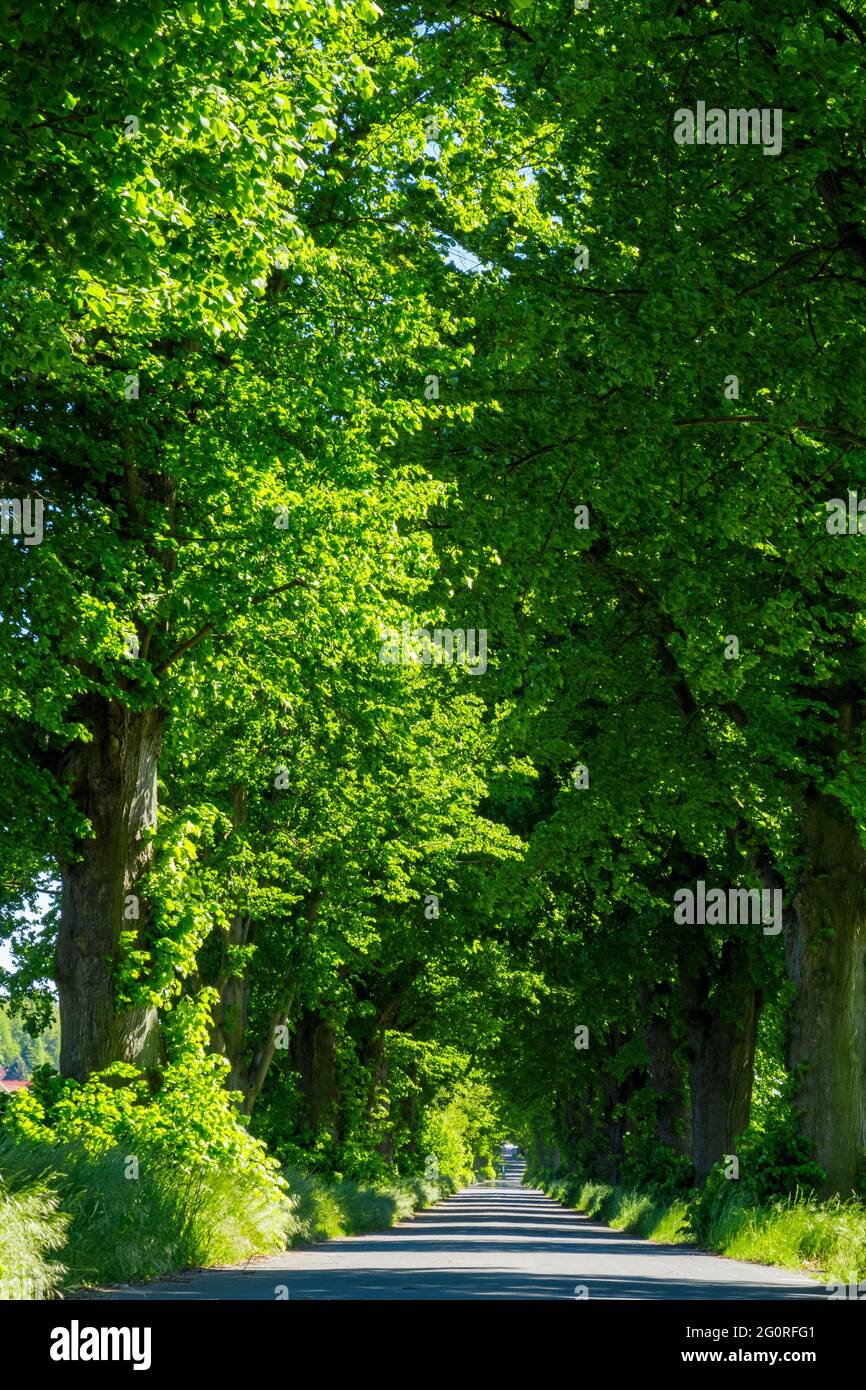 Tree alley and park hi-res stock photography and images - Alamy
