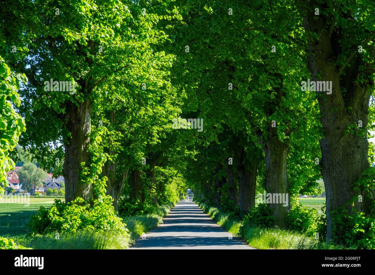 Tree trees park parkway hi-res stock photography and images - Alamy