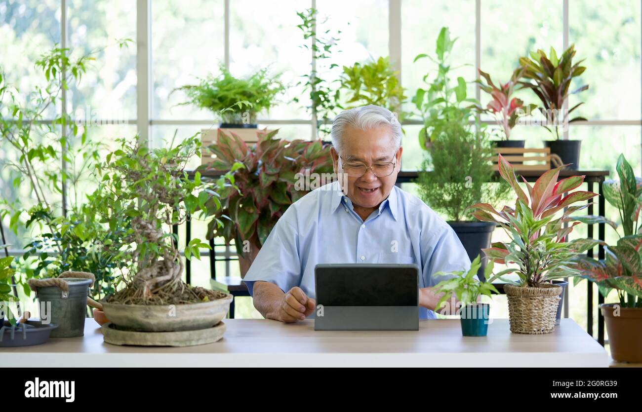 A retired old man use wireless communication via a tablet computer to inquire about indoor garden care from botanist. The morning atmosphere in the gr Stock Photo