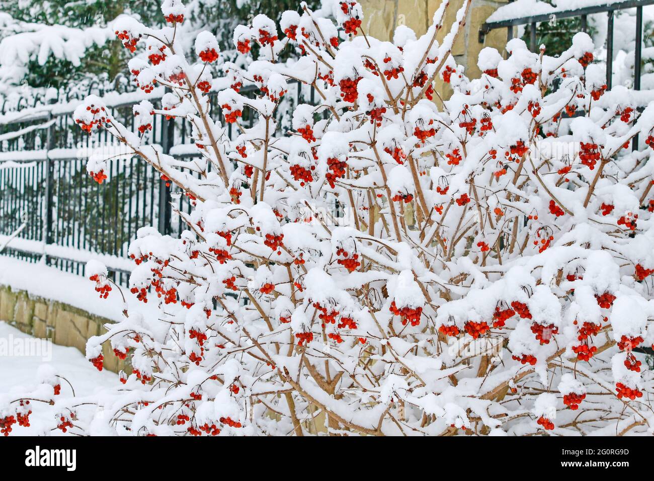 Viburnum opulus (guelder rose) shrub under the snow. Winter time Stock Photo