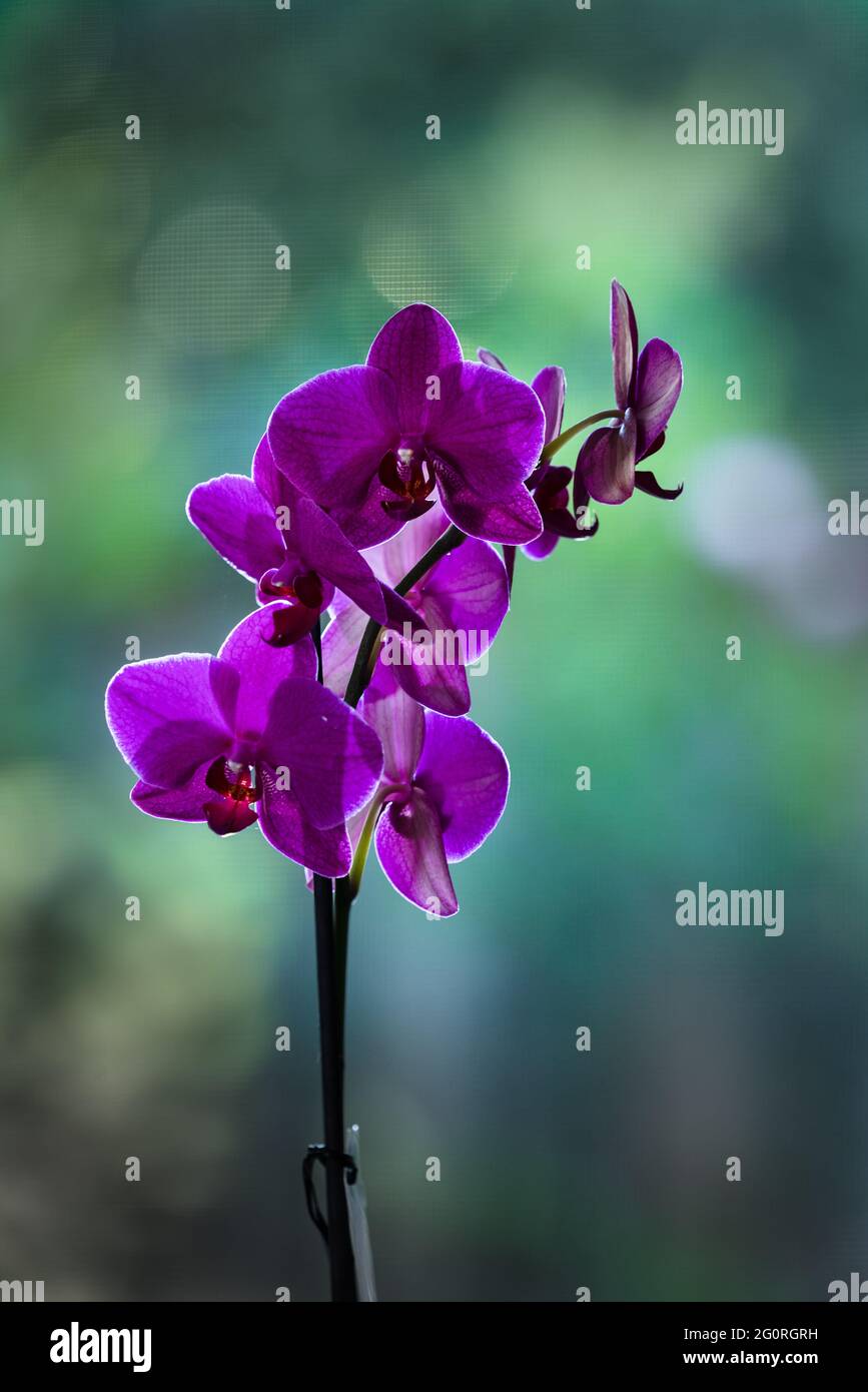 Back-lit purple butterfly orchid flower Phalaenopsis on a green background, vertical format Stock Photo