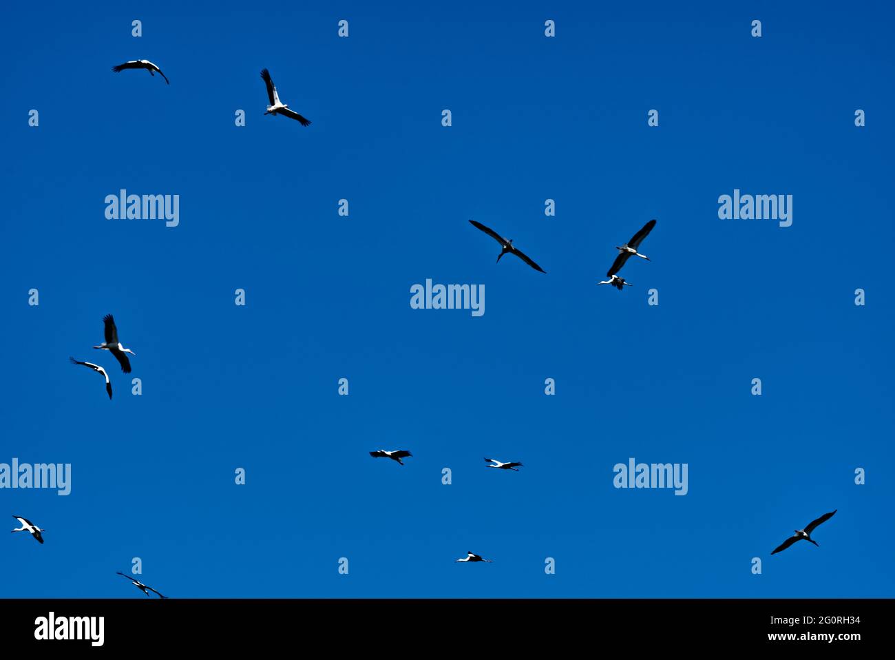 Flock of birds flying in a clear blue sky Stock Photo - Alamy