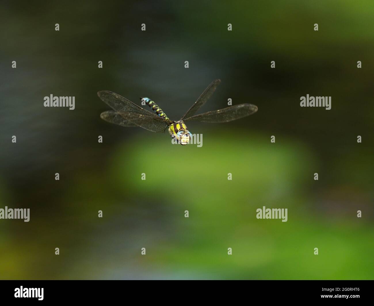 British dragonflies hi-res stock photography and images - Alamy