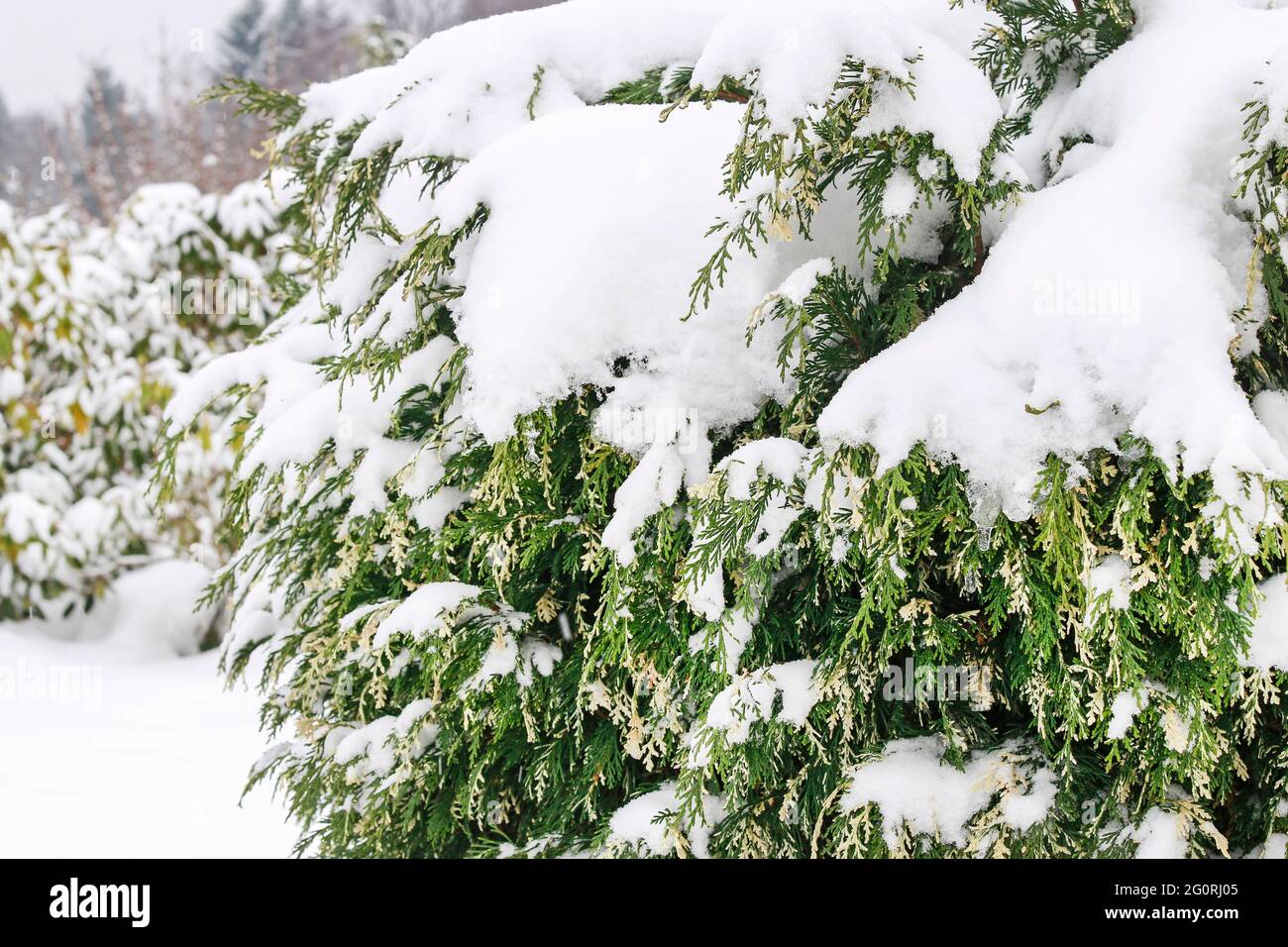Thuja occidentalis (white cedar) branch under the snow. Winter garden Stock  Photo - Alamy