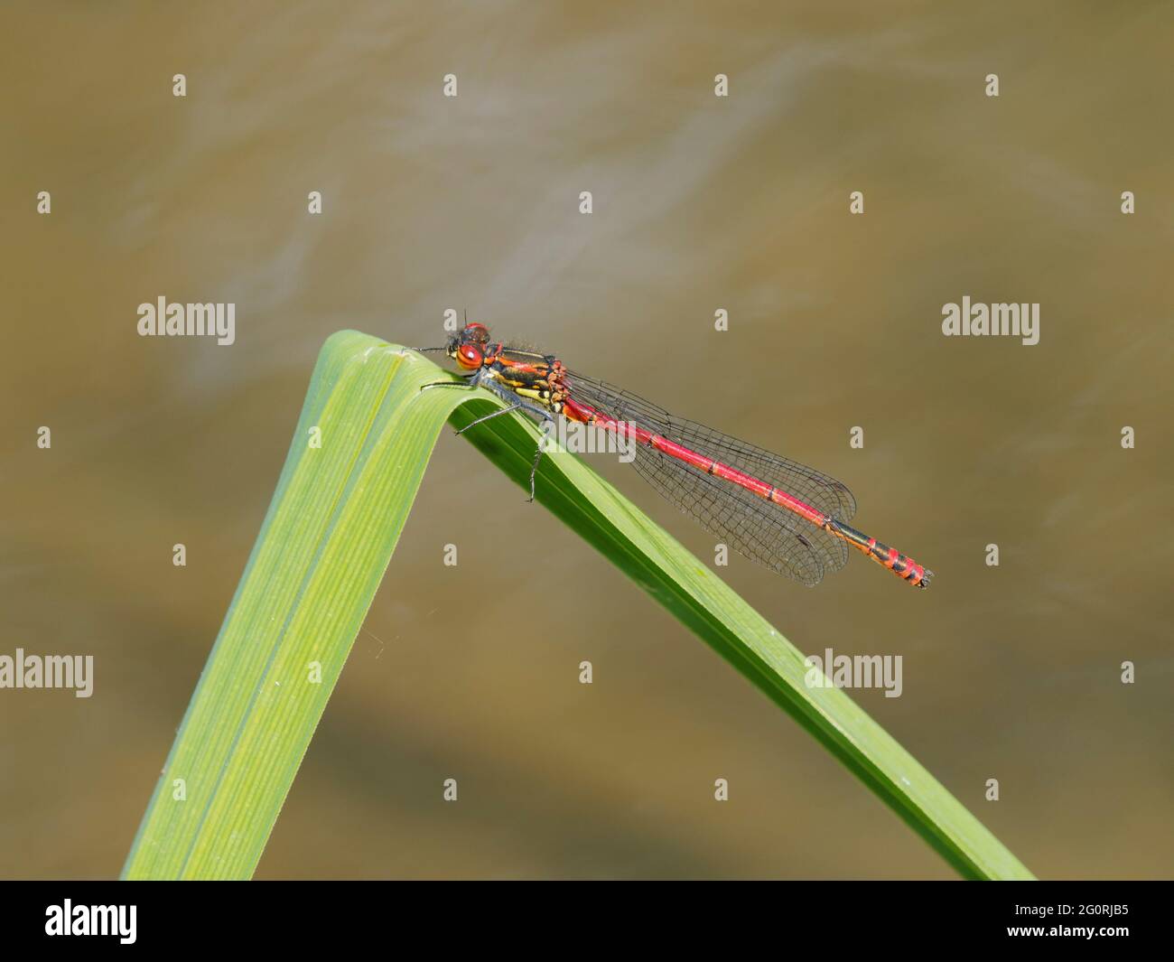 Waterside vegetation hi-res stock photography and images - Alamy