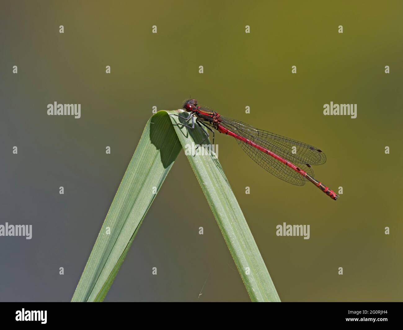 Waterside vegetation hi-res stock photography and images - Alamy