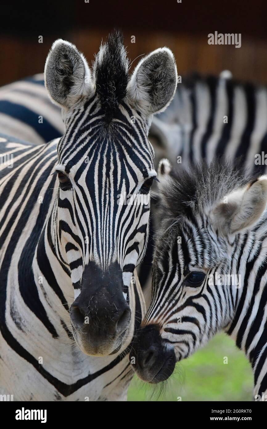 Zebra mare with foal. Natural life in Africa Stock Photo