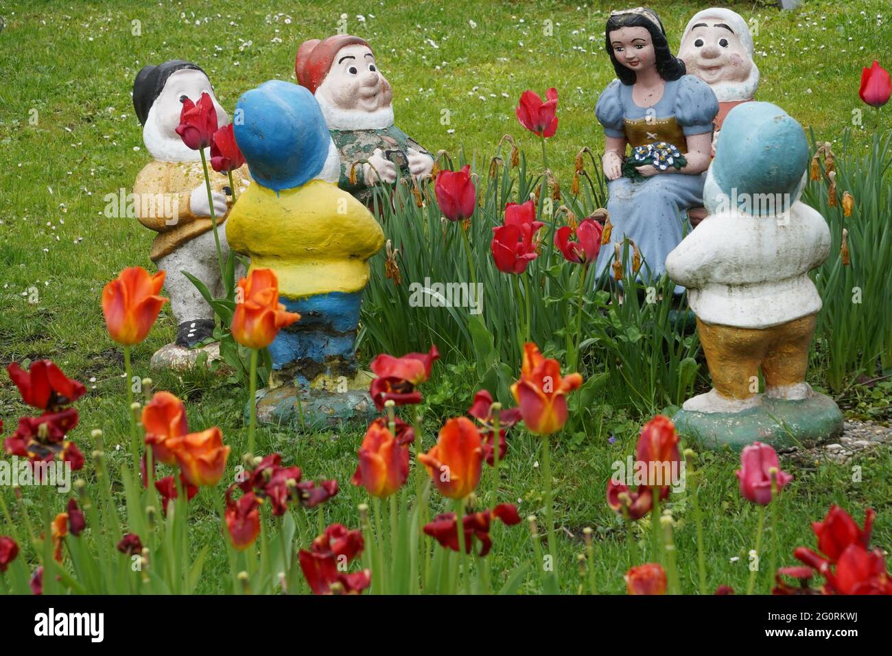 Garden statues of dwarfs and Snow White placed in grass and wilted tulips. Kitschy garden decoration. Stock Photo