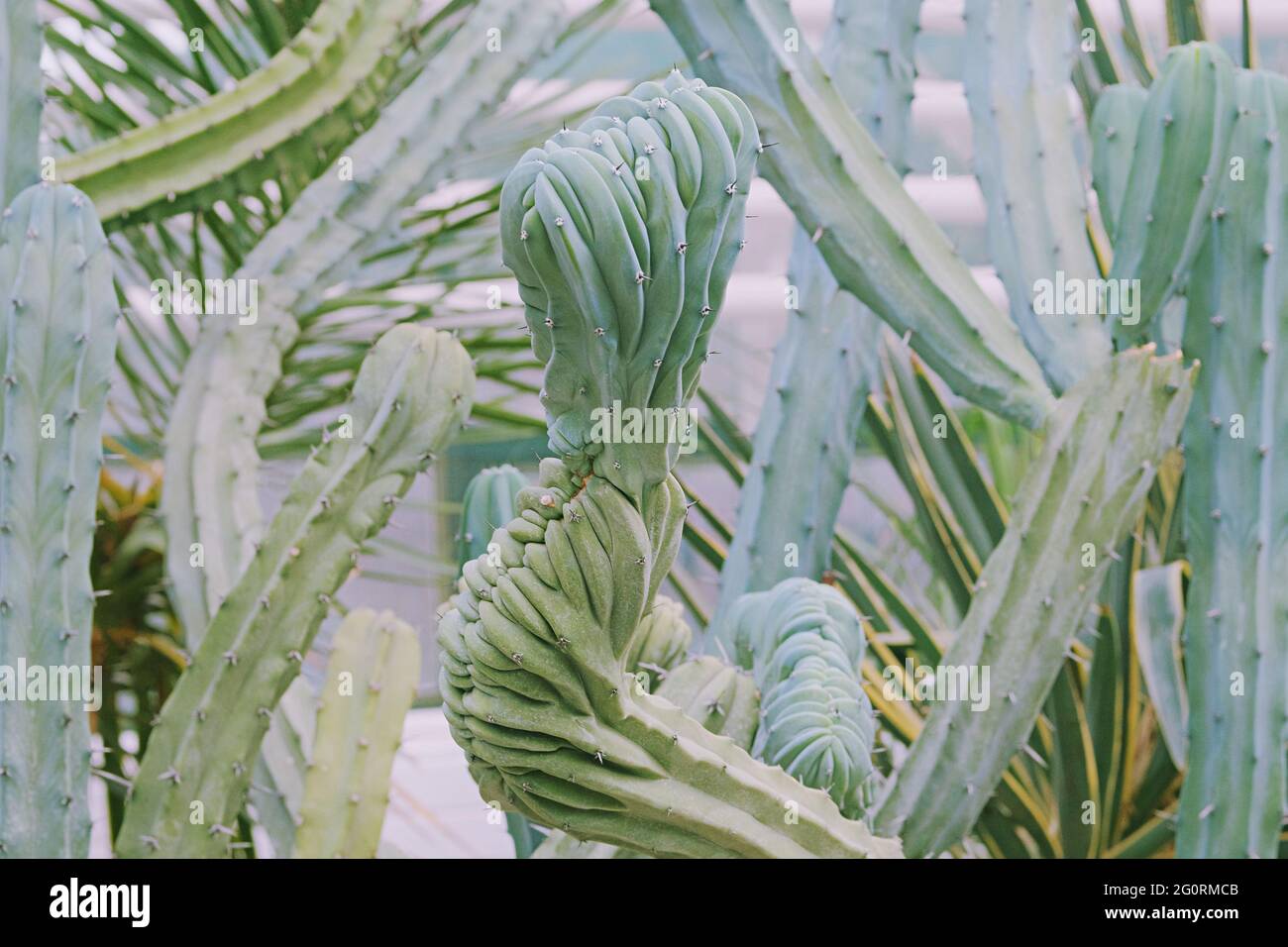 Cacti grow in a greenhouse. Cactus Cereus peruvianus. Close-up. Stock Photo