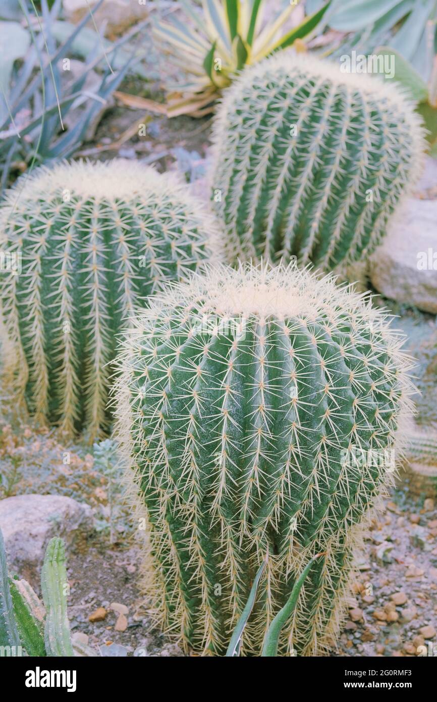 Cacti grow in a greenhouse. Cactus Echinocactus grusonii Stock Photo Alamy
