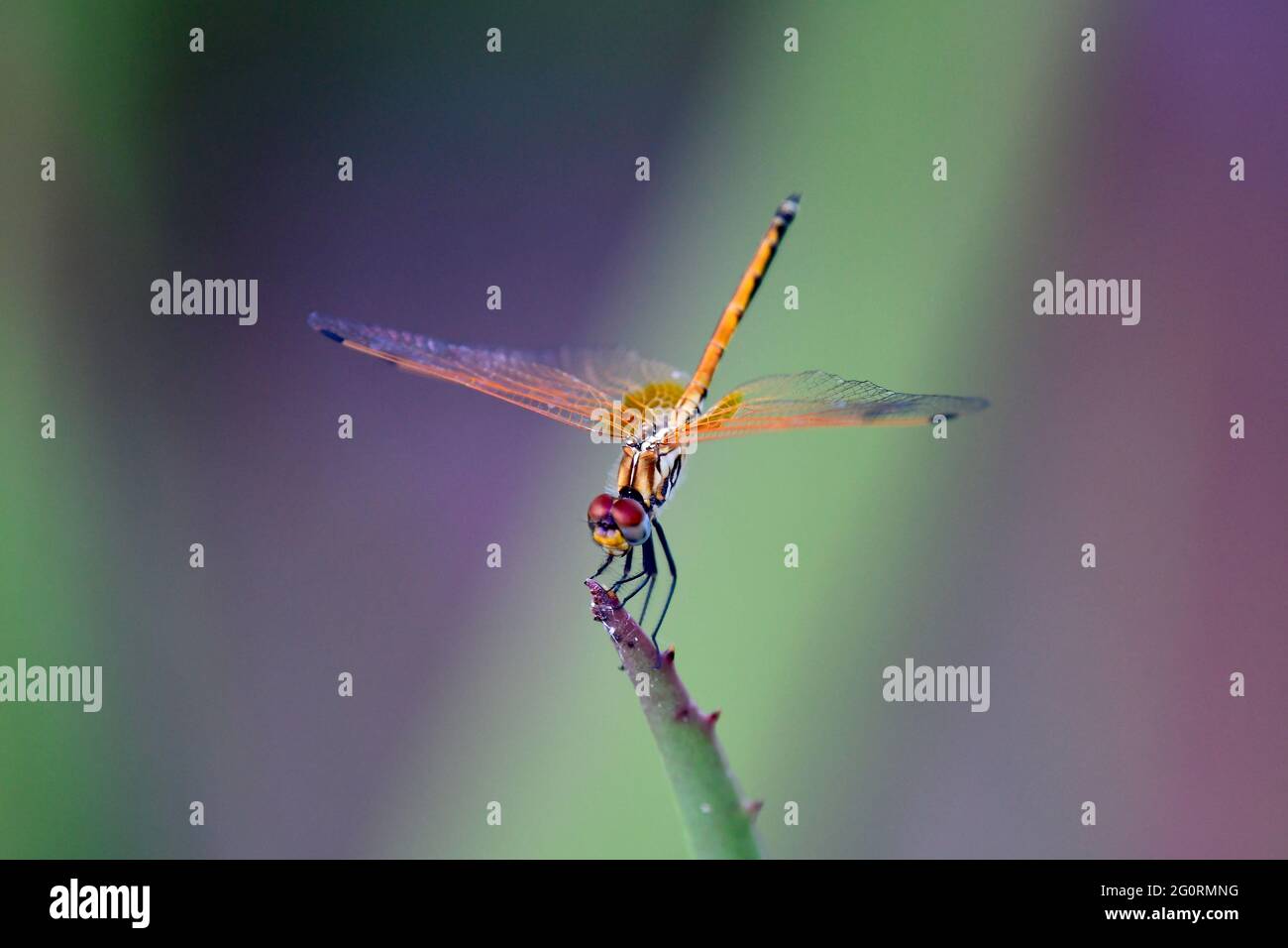 Natural life in Africa. Dragonfly perching on stem against green and purple blurred background Stock Photo