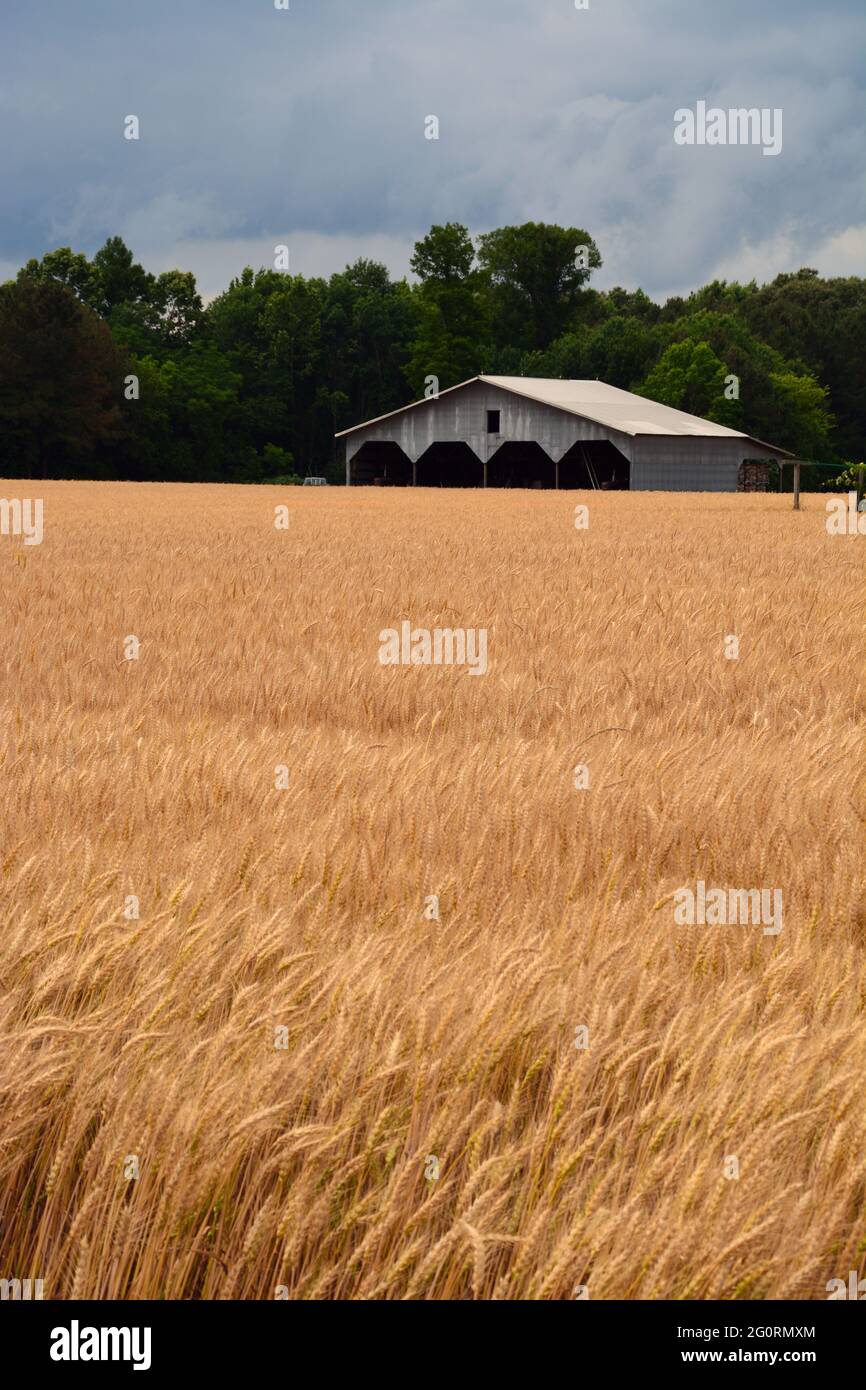 Storm clouds roll in over a wheat field Stock Photo - Alamy