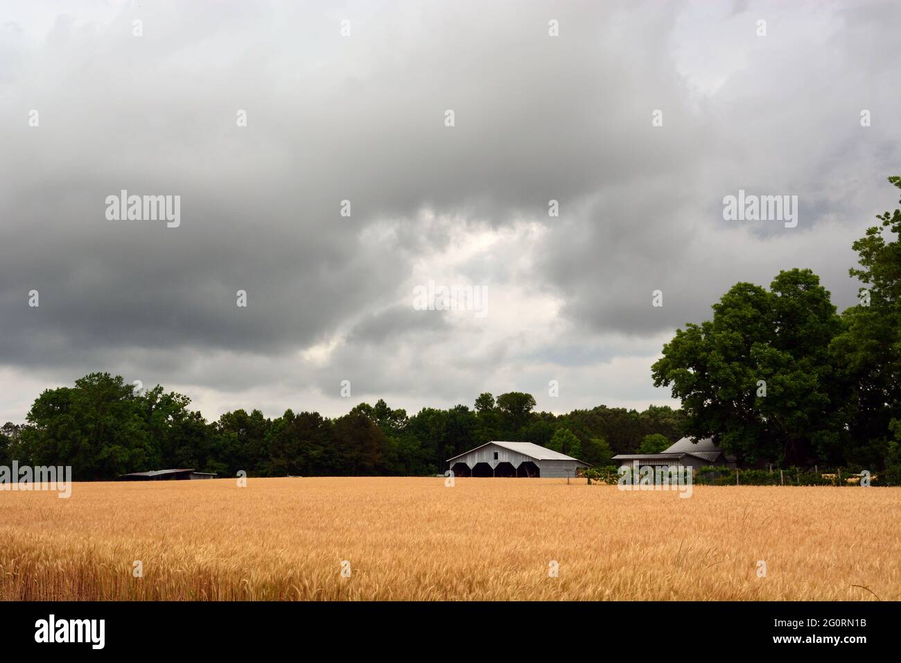 Storm clouds roll in over a wheat field Stock Photo - Alamy