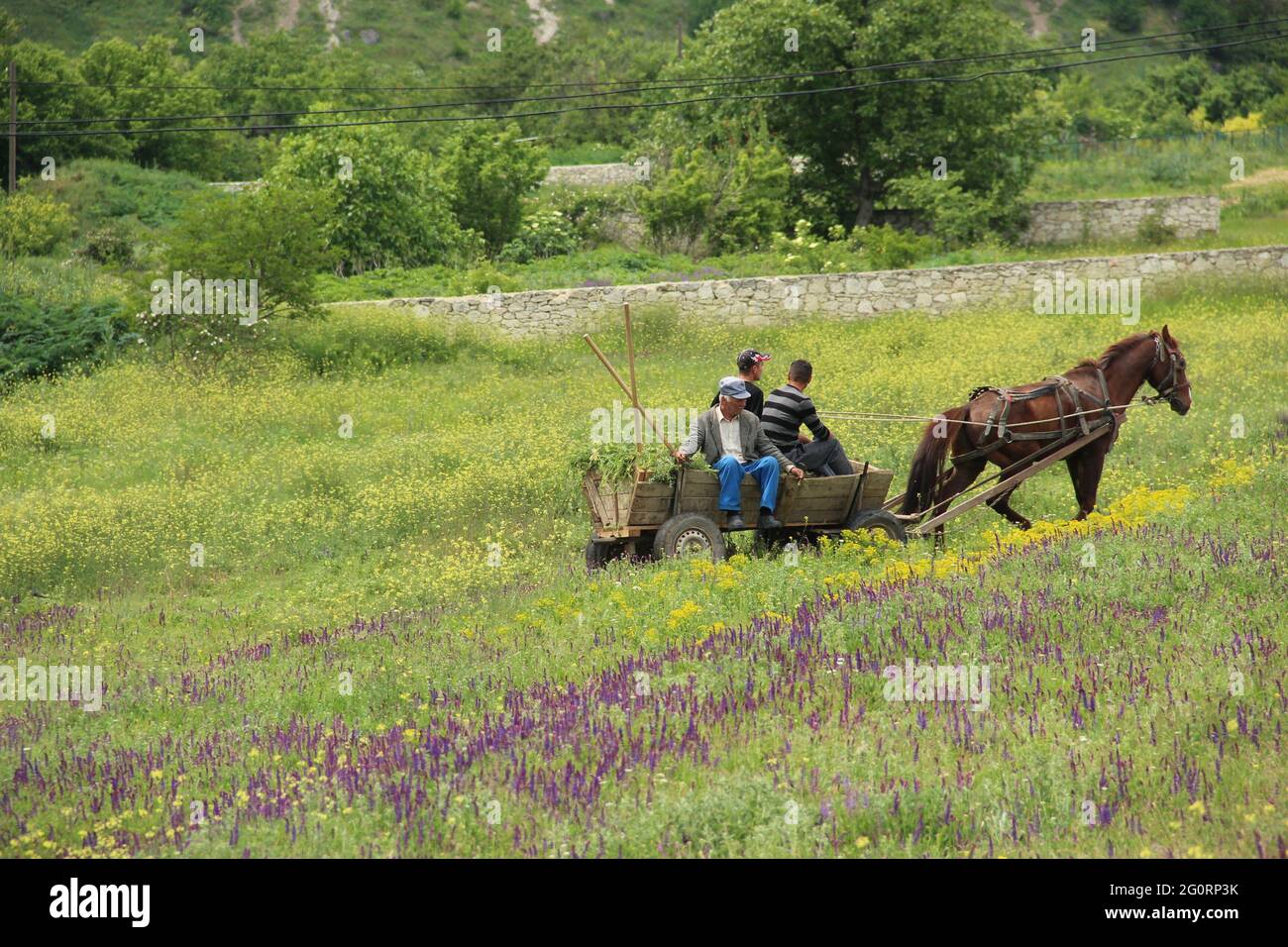 Farmers tend to their field with traditional farming machinery in Old Orhei, Moldova Stock Photo