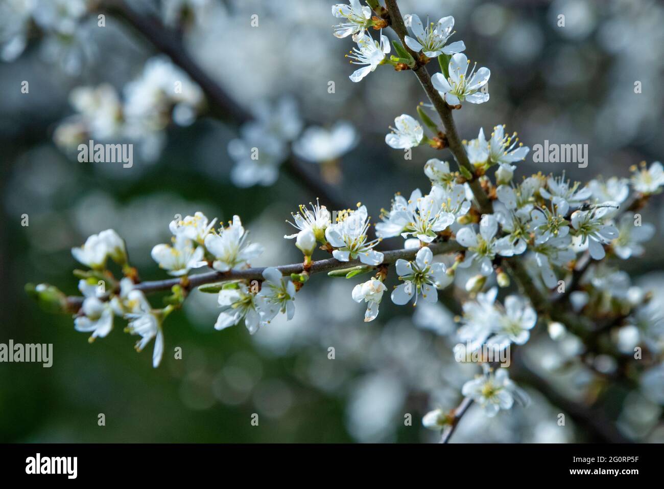 Blossom england hi-res stock photography and images - Alamy