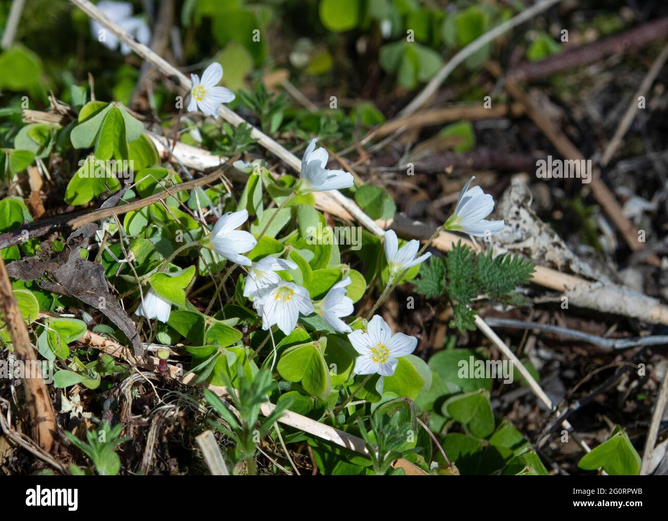 Wood Sorrel in flower in woodland in spring Stock Photo