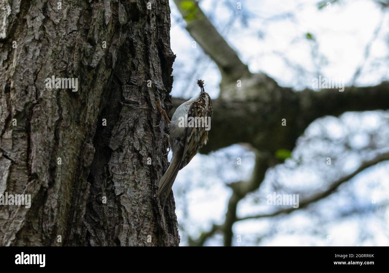 Treecreeper with insect Stock Photo