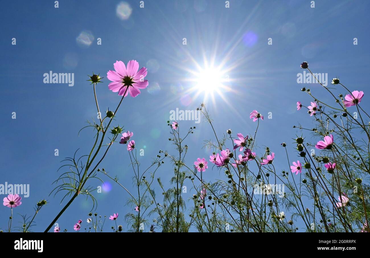 Natural life in Africa. Pink cosmos flowewrs against bright sun. Shot from below against blue sky Stock Photo