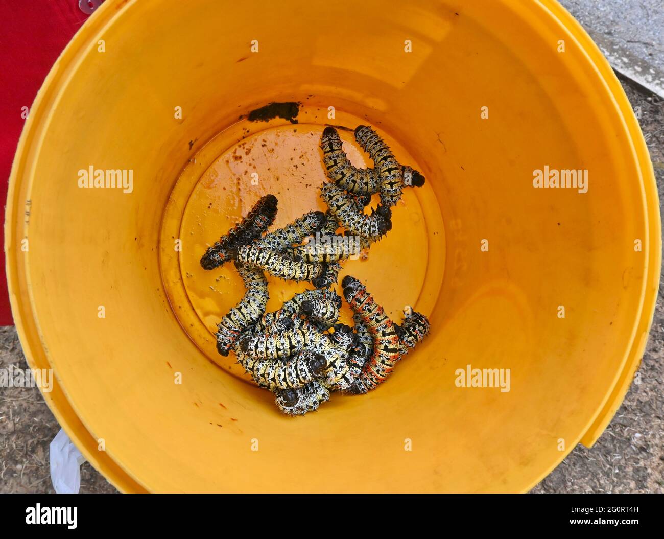 Natural life in Africa. Mopani worms collected in yellow plastic container to process for food. Limpopo, South Africa Stock Photo