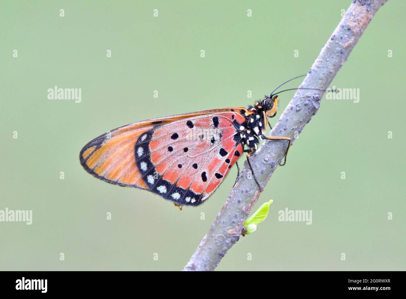 Natural life in Africa. Acrea butterfly Stock Photo