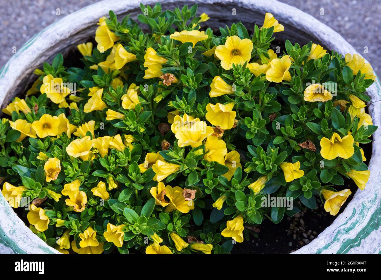 a flower pot full of yellow million bells flowers Stock Photo