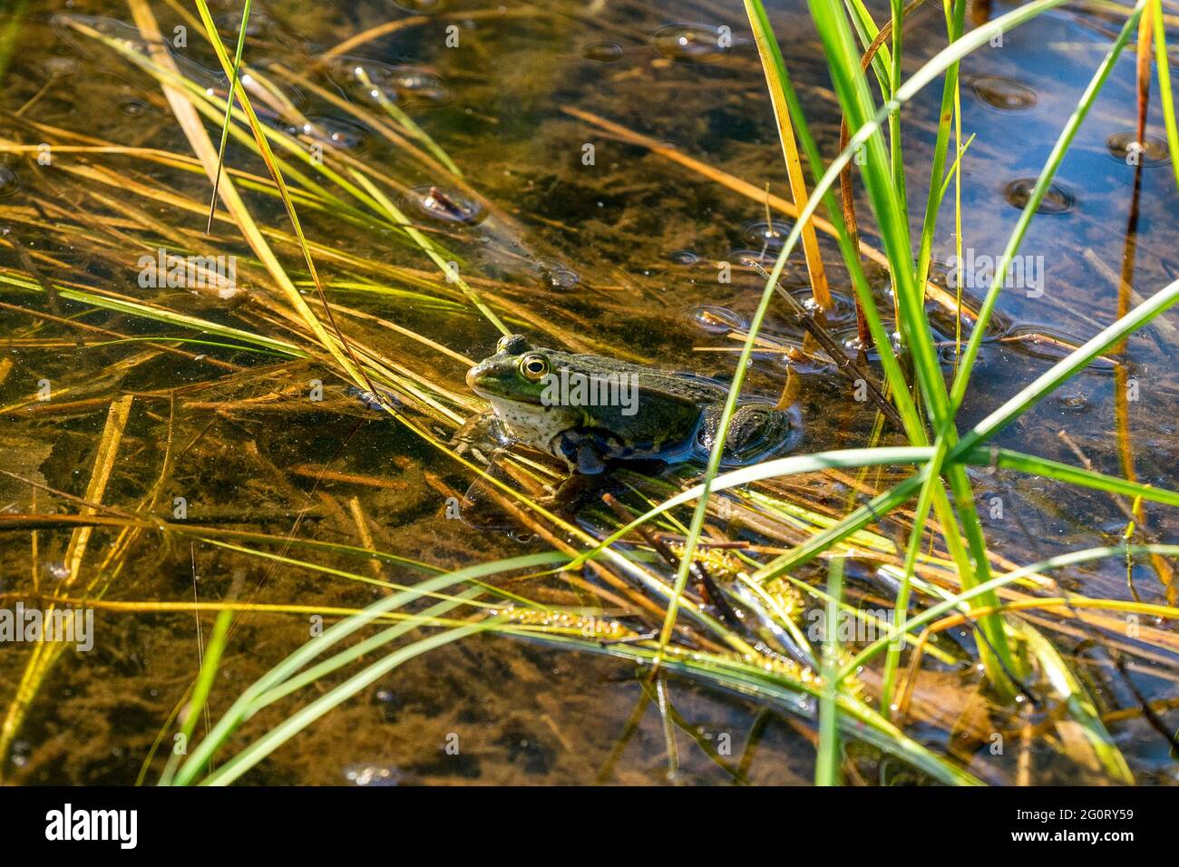 Frosch im Teich Stock Photo