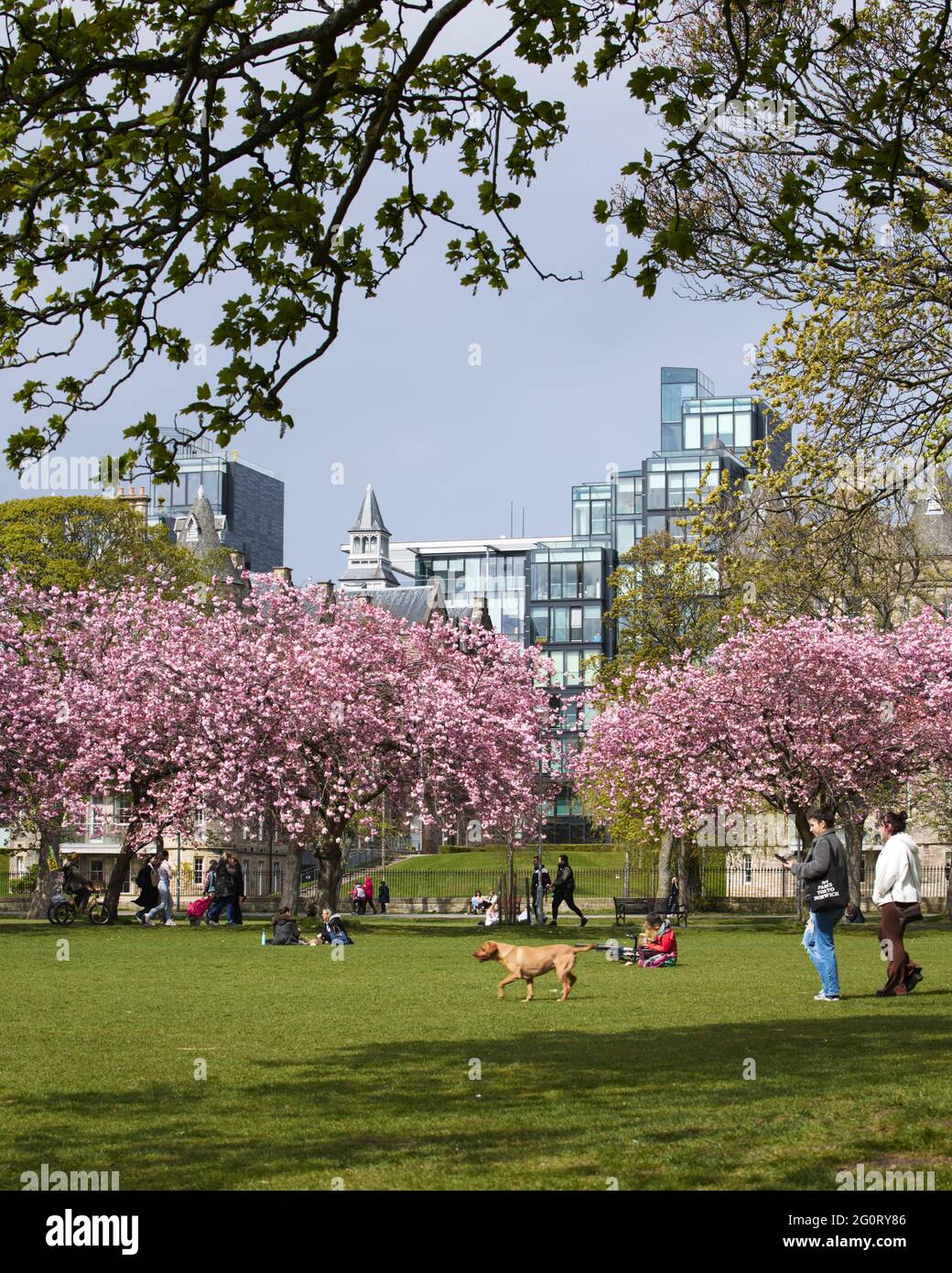 Meadows Edinburgh, Scotland Cherry trees spring blossom Stock Photo