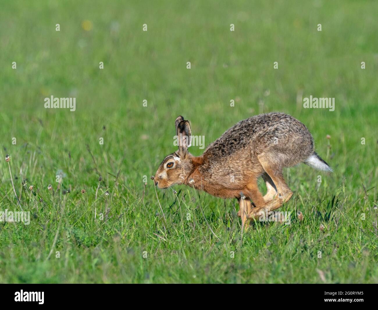 Brown Hare Lepus europaeus running in grazing meadow Stock Photo