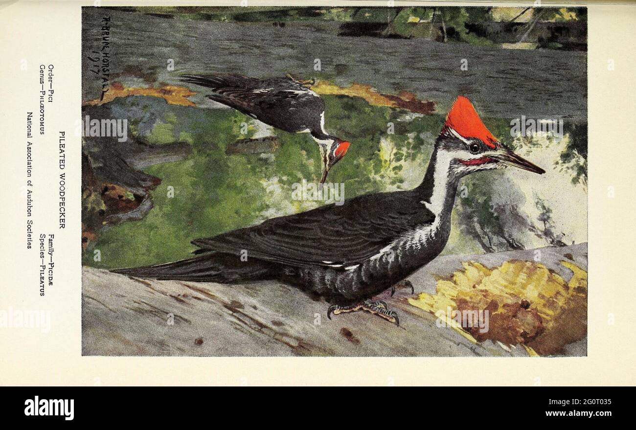 Portraits and habits of our birds New York City National Association