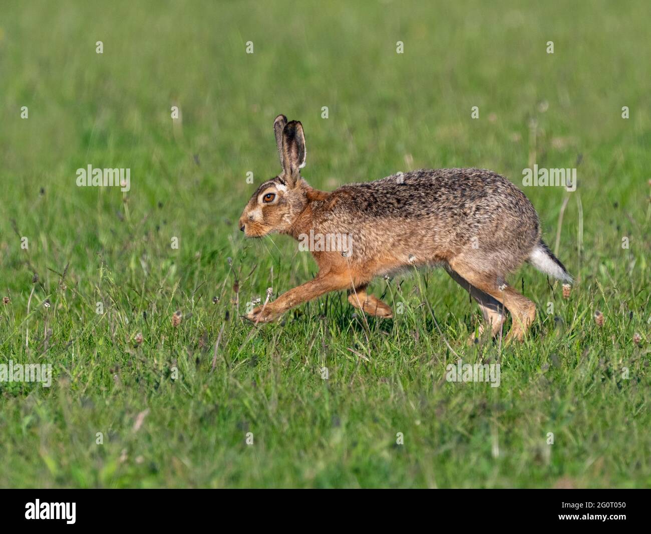 Brown Hare Lepus europaeus running in grazing meadow Stock Photo