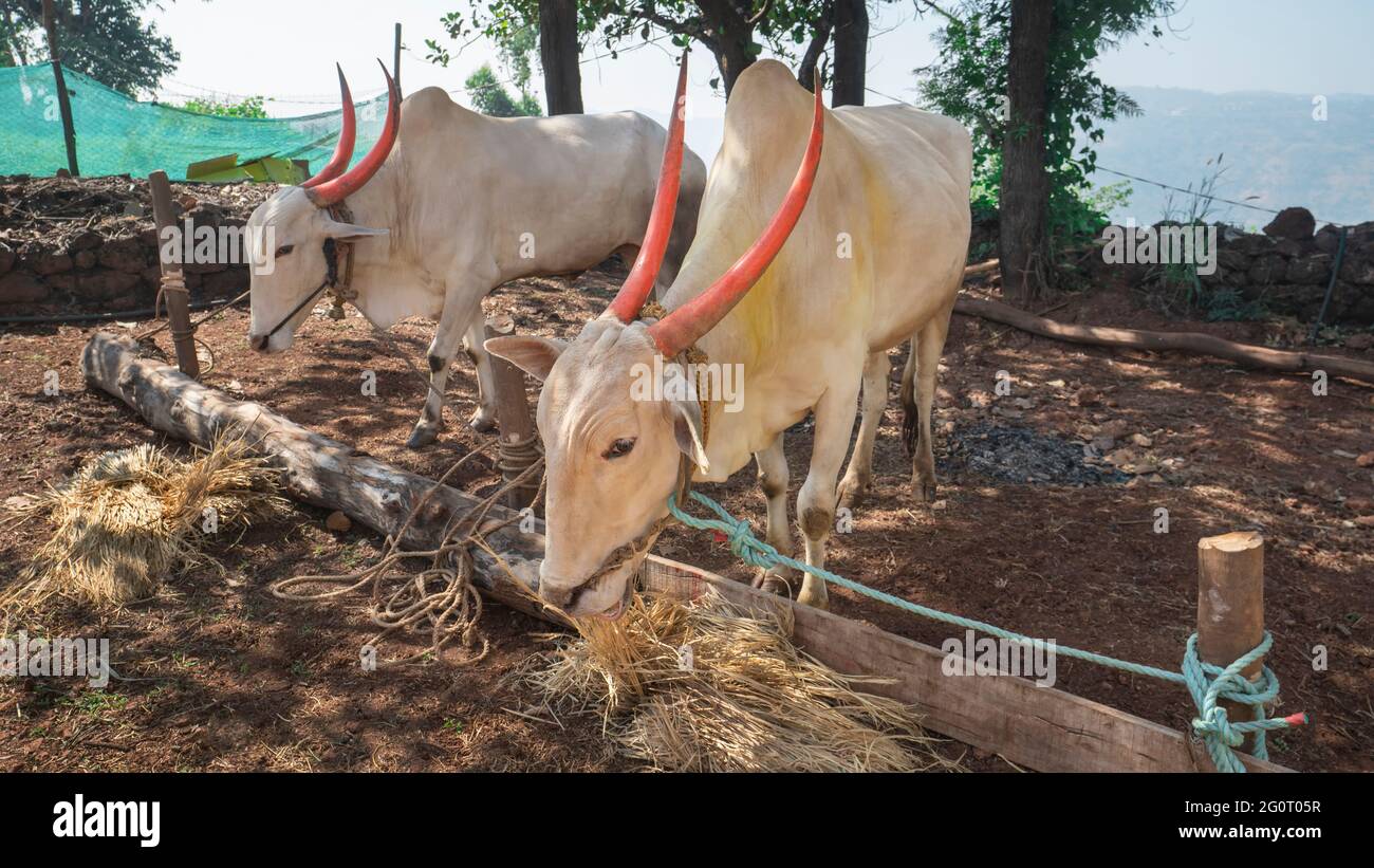 Panchgani ,20 December 2020 :Pair of bullocks with red color painted long  horns tied outside the farmer's house taking rest from Maharashtra ,India, Stock Photo