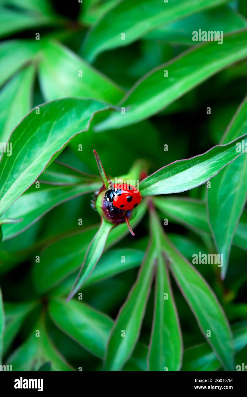 Ladybug on peony bud on a spring day Stock Photo