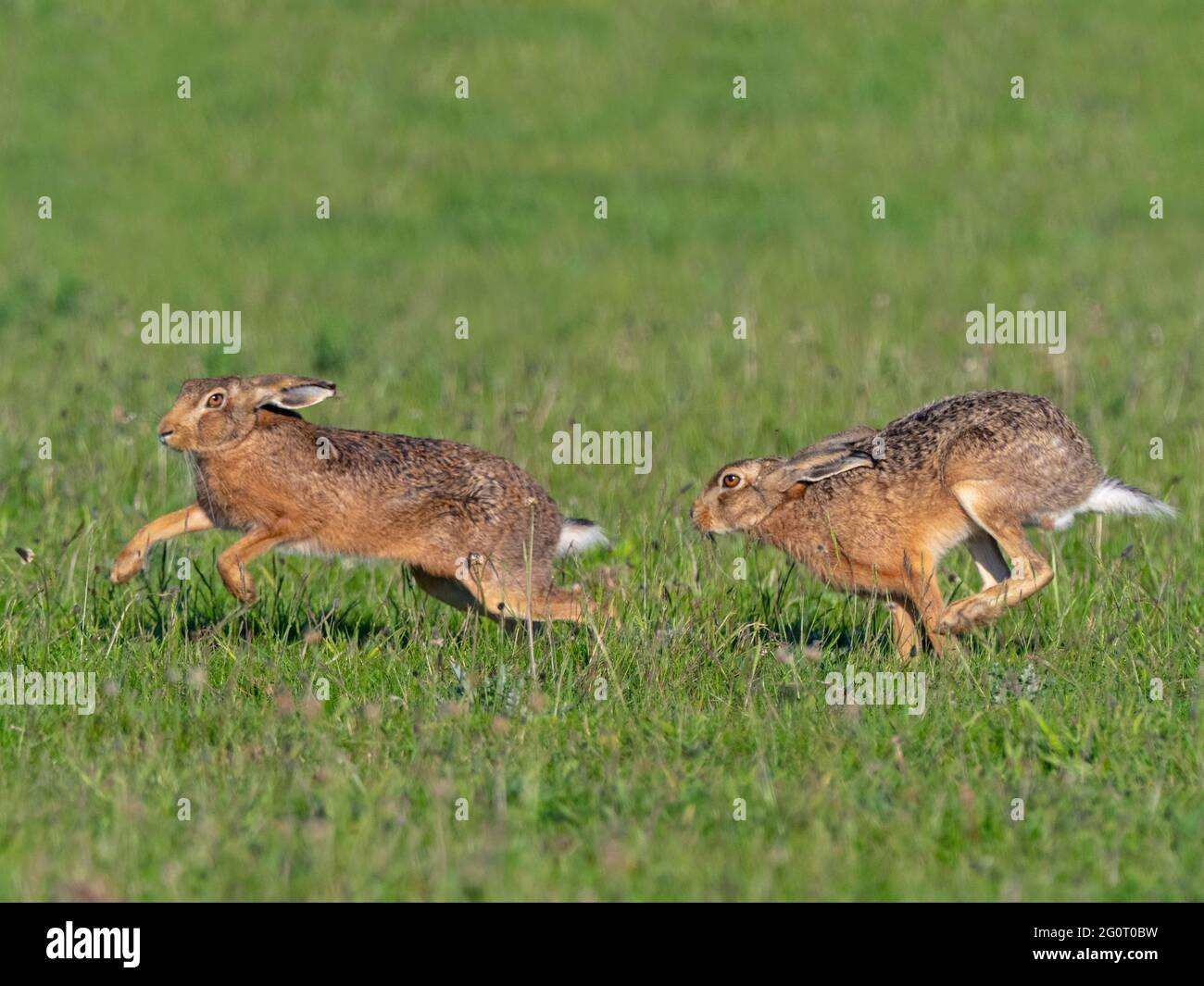 Brown Hares Lepus europaeus running in grazing meadow Stock Photo