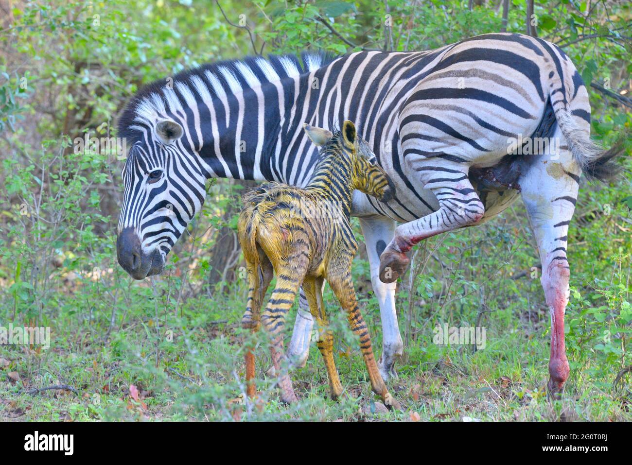 Natural life in Africa. Newborn baby zebra foal still wet and shiny