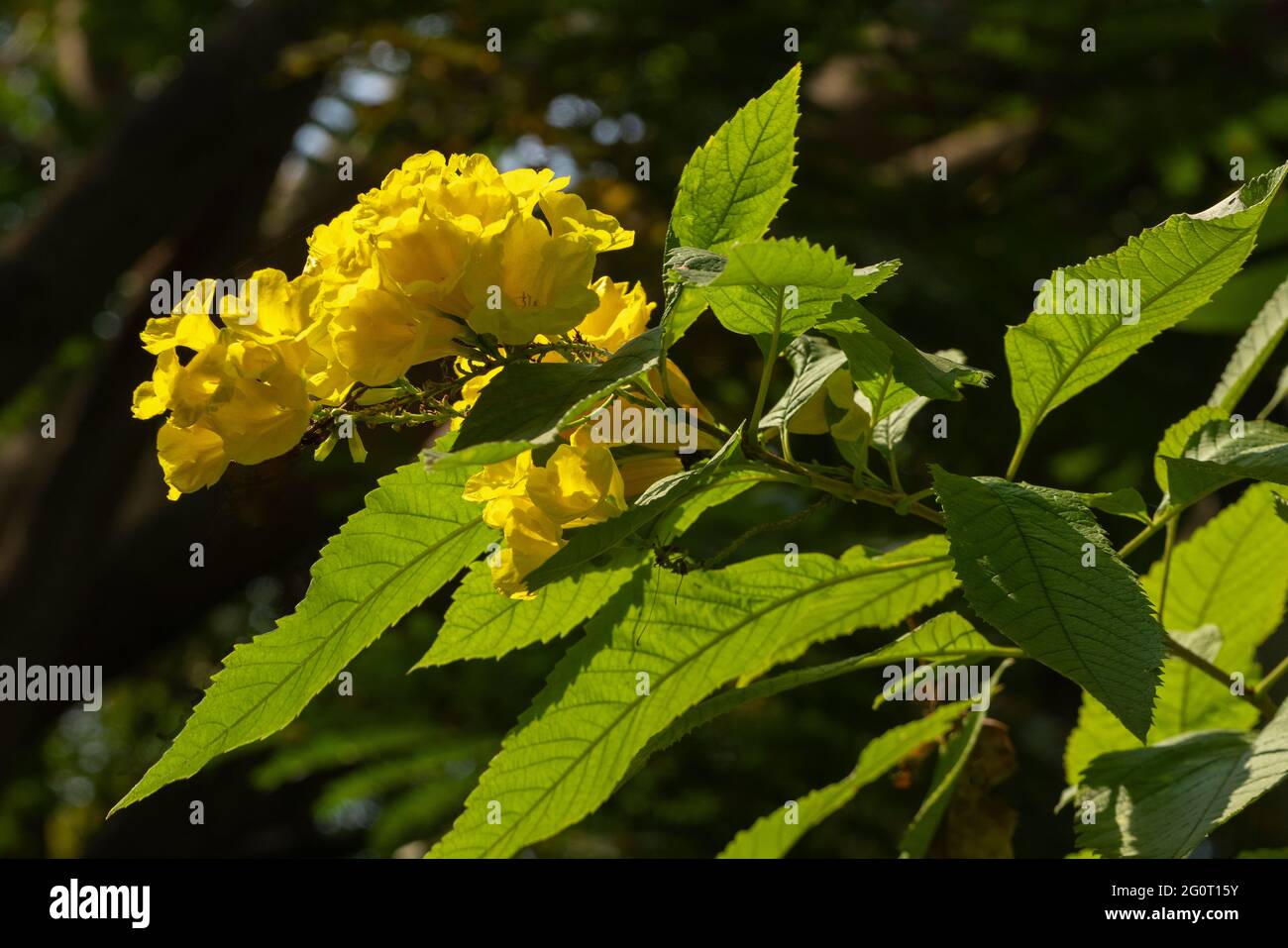 Close up showing clusters of Yellow Stans flowers with