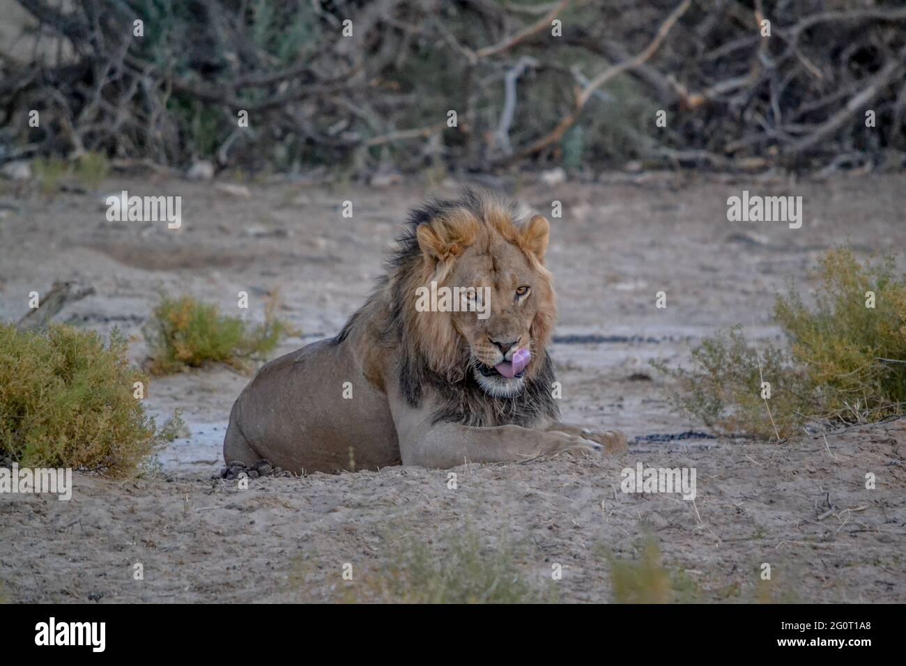 A male Lion in the desert of Kalahari Stock Photo