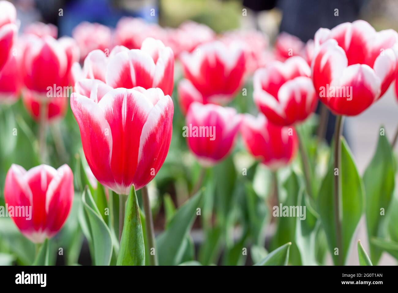 Closeup shot of colorful tulips in the garden Stock Photo - Alamy