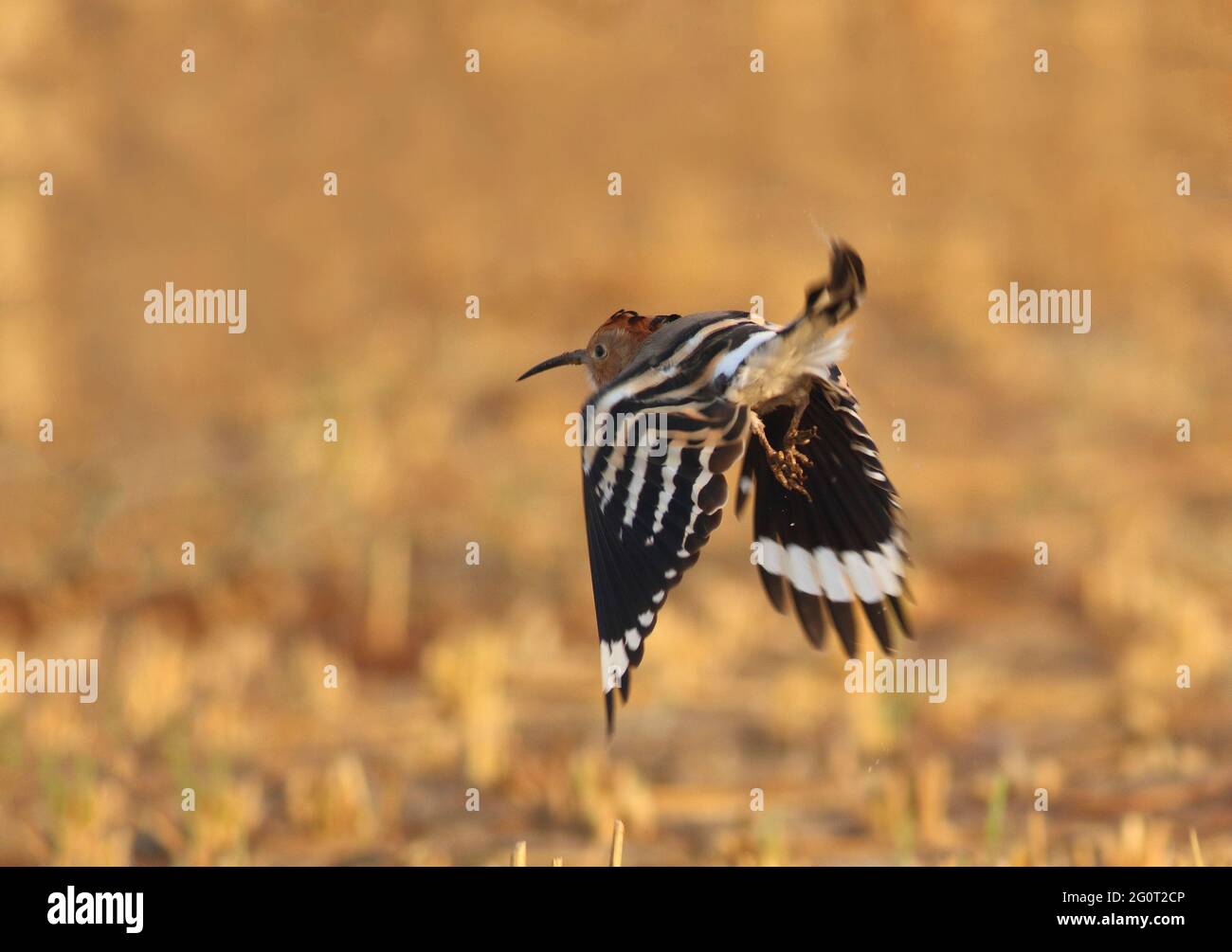 hoope in wildlife reserves , Hoopoes are colourful birds found across Africa, Asia, and Europe, notable for their distinctive 'crown' of feathers. Stock Photo