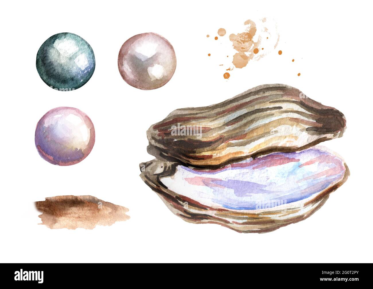 Oyster oyster watercolor hand-painted brush - Stock