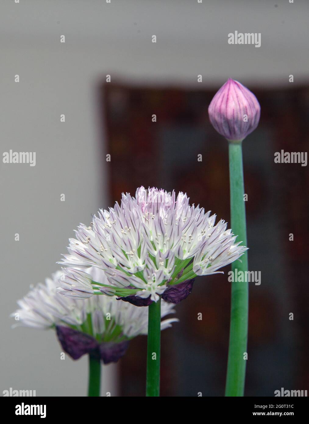 chive flowers, closed and open on white background Stock Photo