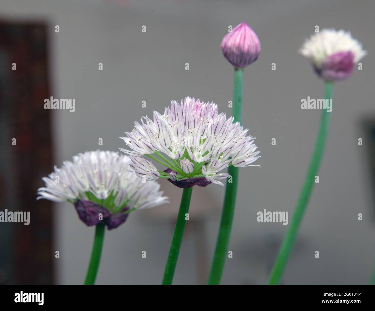 chive flowers, closed and open on white background Stock Photo