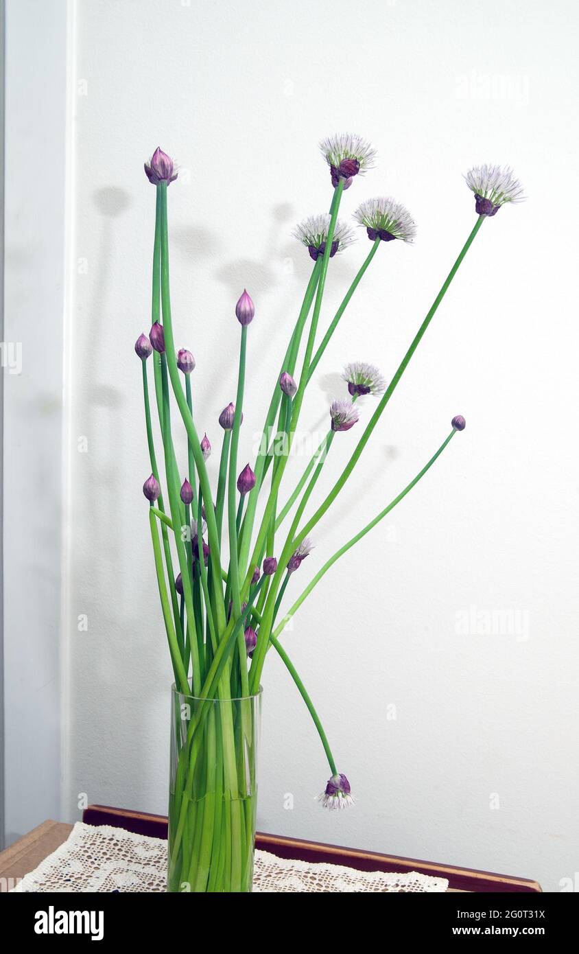 chive flowers, closed and open in a vase on white background Stock Photo