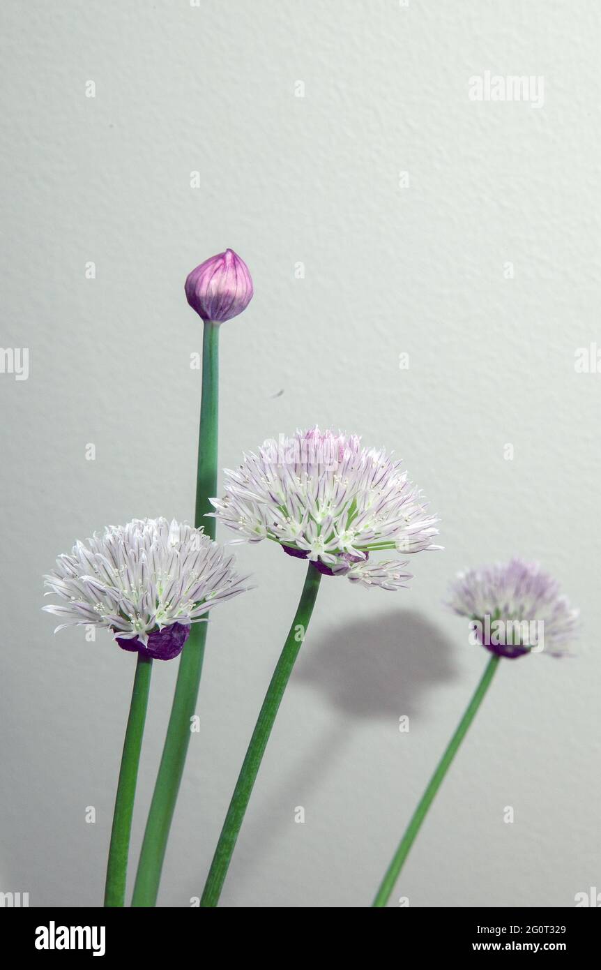 chive flowers, closed and open on white background Stock Photo
