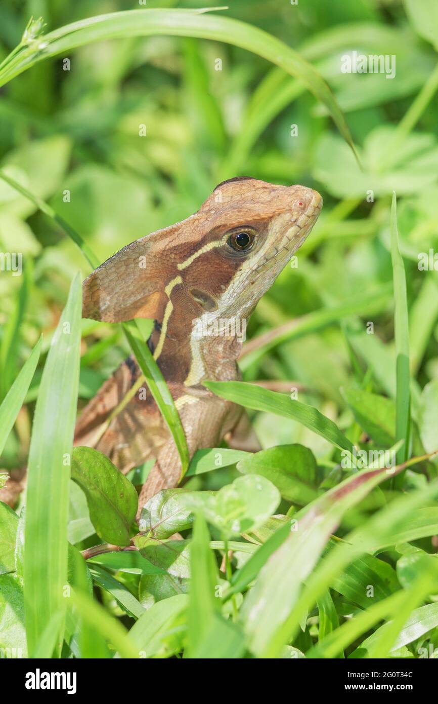 Common Basilisk (basiliscus Basiliscus) In Rainforest, Manuel Antonio ...