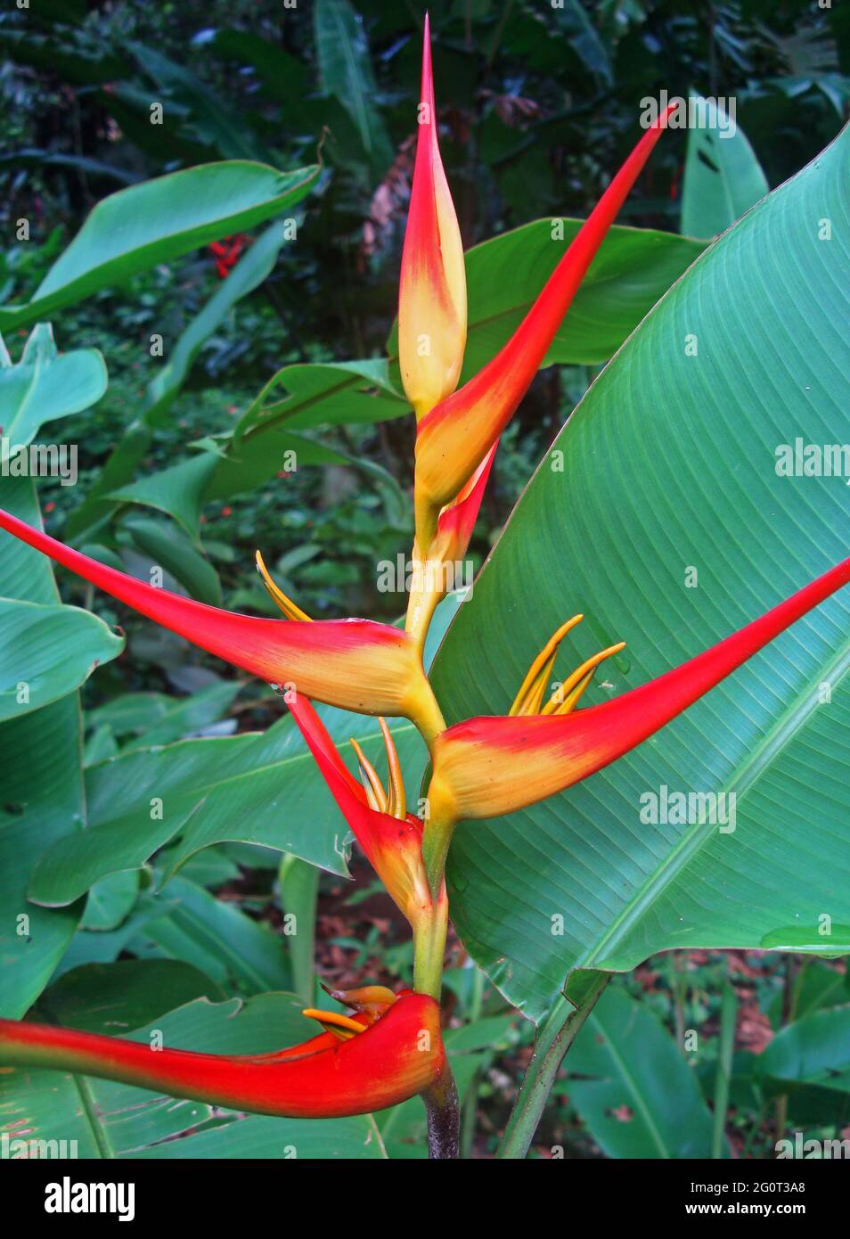 heliconia-flower-on-tropical-rainforest-stock-photo-alamy