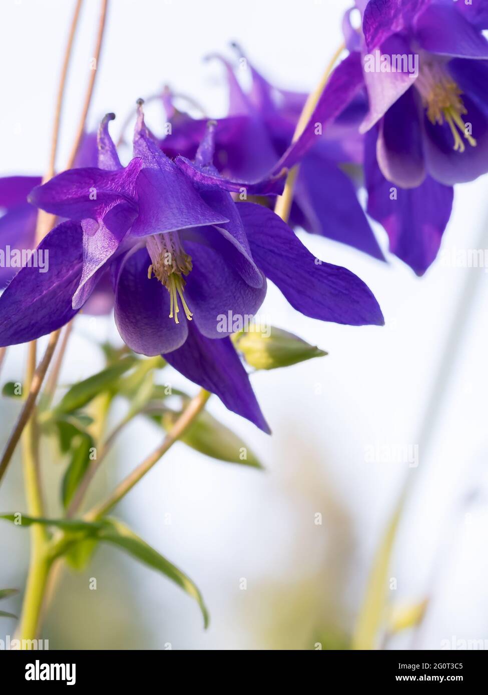 Perennial herb Aquilegia vulgaris with blue flowers on a light blurred background. Stock Photo