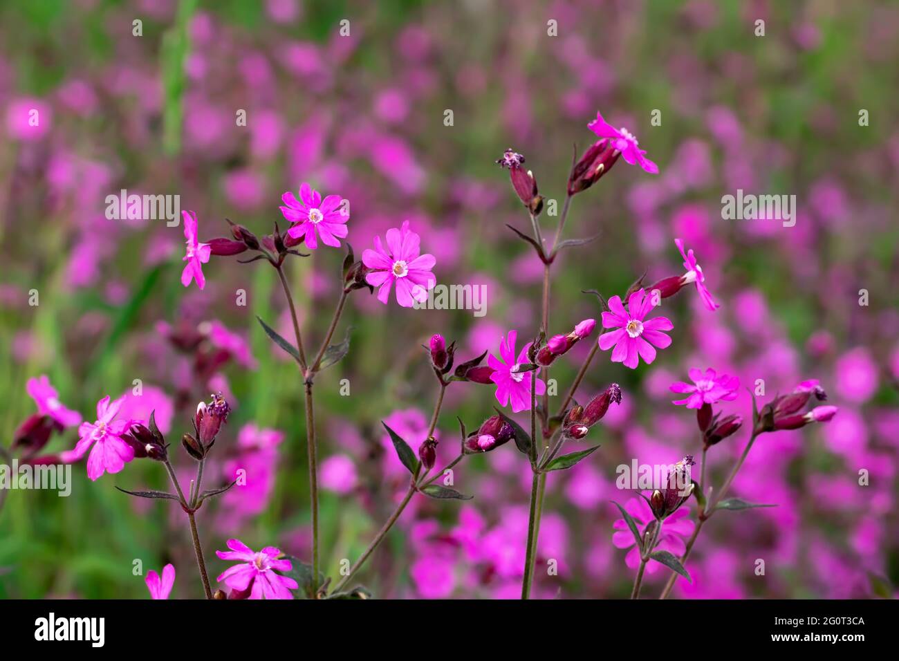 Flowers of a perennial plant Silene dioica known as Red campion or Red catchfly on a forest edge Stock Photo