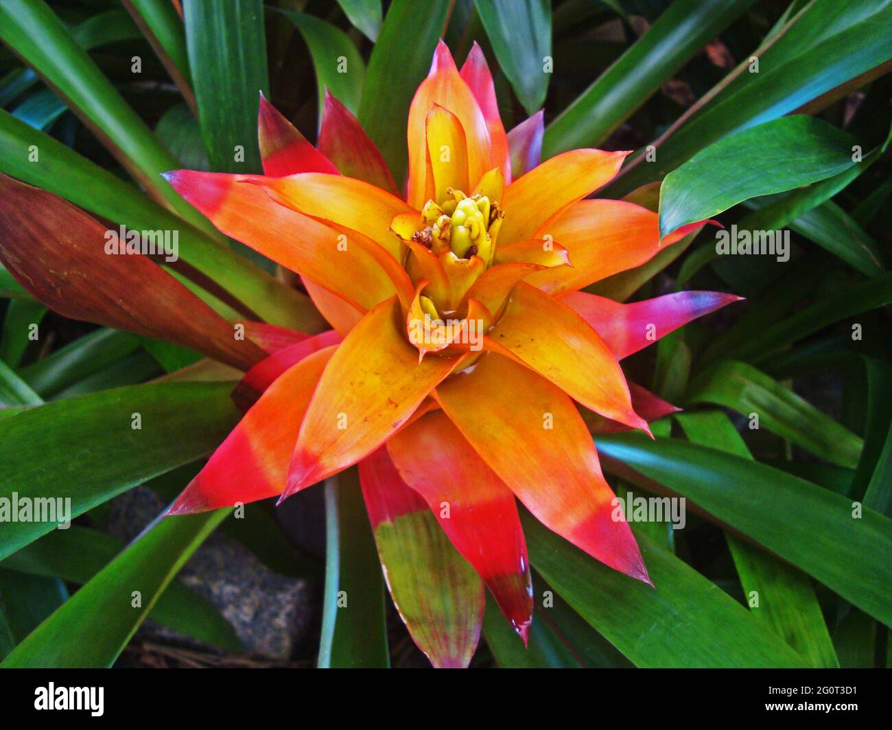 Bromeliad flower (Guzmania lingulata) on tropical garden Stock Photo